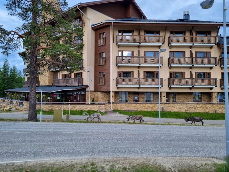 Rentiere in Saariselkä  - ©Katrin Deutschbein - Eberhardt TRAVEL