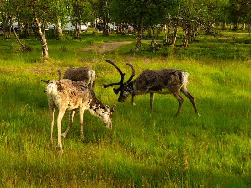 Rentiere in Saariselkä  - ©Claudia Bernhardt - Eberhardt TRAVEL