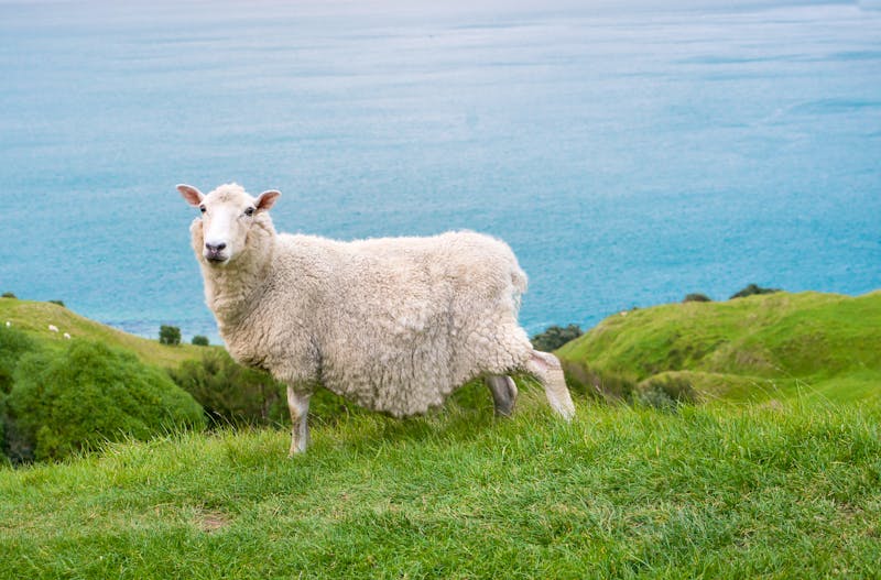 Schaf bei Tauranga auf der Nordinsel Neuseelands - ©eugenedev - stock.adobe.com