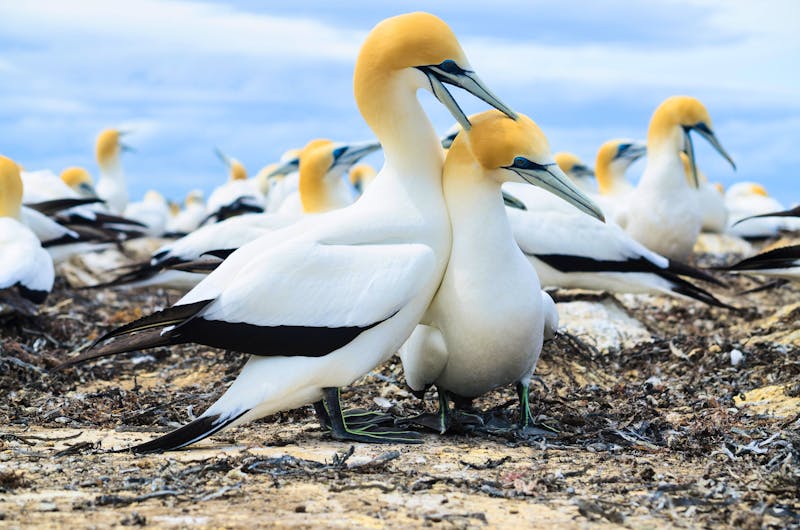 Tölpel-Kolonie am Cape Kidnappers - ©Martin - stock.adobe.com