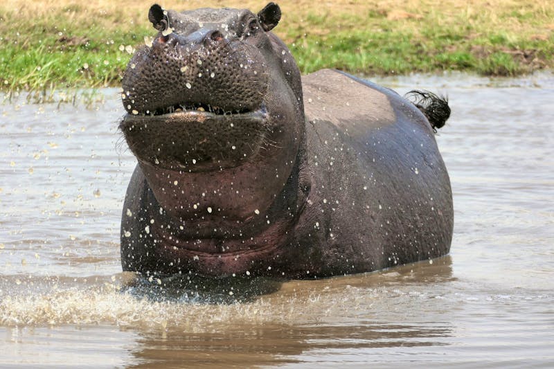Ausflug ins Moremi Wildreservat - Happy Hippo - ©Annett Müller