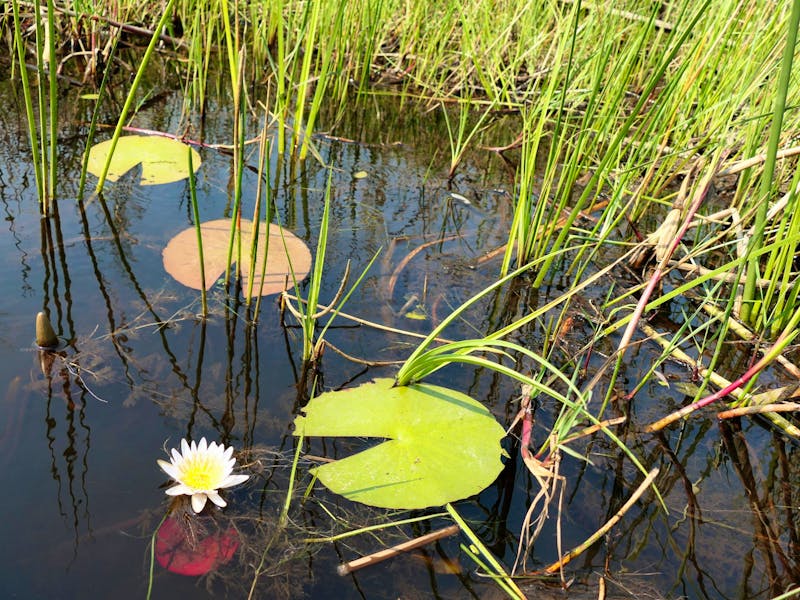 Flora im westlichen Delta - ©Annett Müller