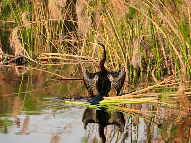 Bootstour im westlichen Delta - Schlangenhalsvogel - ©Annett Müller