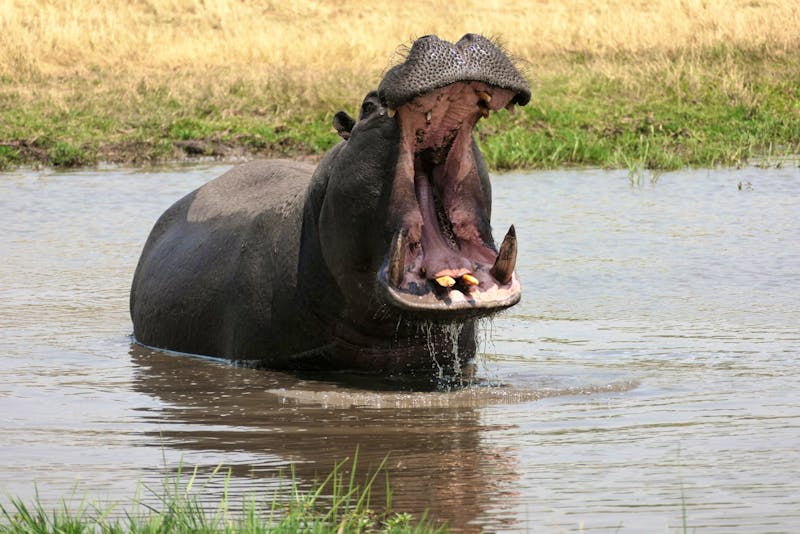 Ausflug ins Moremi Wildreservat - Hippo - ©Annett Müller