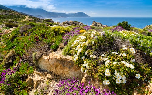 Blühende Landschaften der Balagne - Korsika &ndash; &copy; Jon Ingall 2014 - stock.adobe.com
