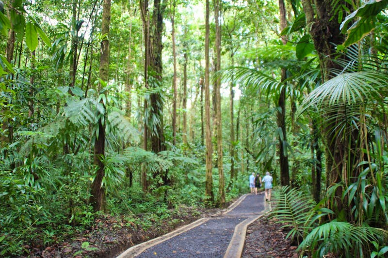 Dominica - Spaziergang zum Emerald Pool - ©Jacob Spangenberg - Eberhardt TRAVEL