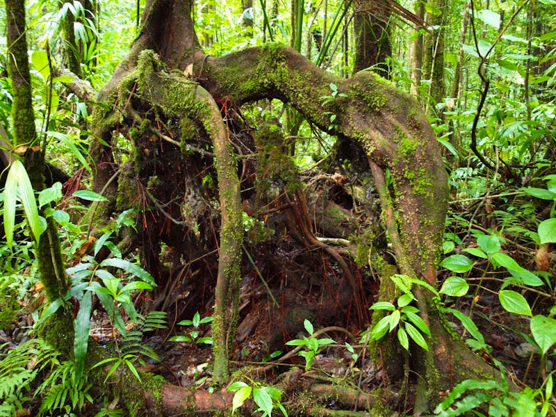 Im Regenwald von Dominica - Karibik - ©Juliane Voigt - Eberhardt TRAVEL