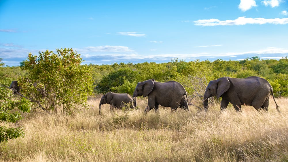 Afrikanischer Elefant im Klaserie Naturreservat &ndash; &copy; Fokke Baarssen - stock.adobe.com