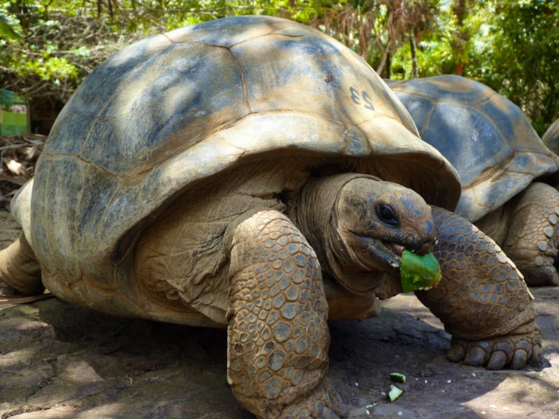 Schildkröte im La Vanille Reserve des Mascareignes - ©Jens Petzoldt - Eberhardt Travel