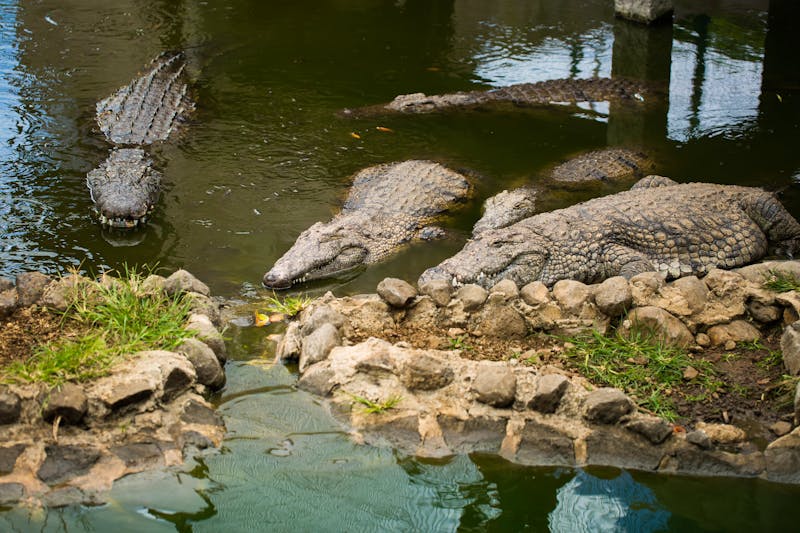 Krokodile im La Vanille Reserve - ©Artem Zakharov - stock.adobe.com