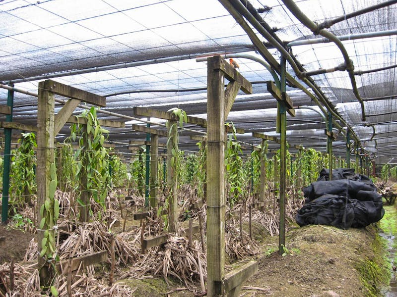 Vanilleplantage auf Mauritius - ©Ralf Kuchenbecker - Eberhardt Travel