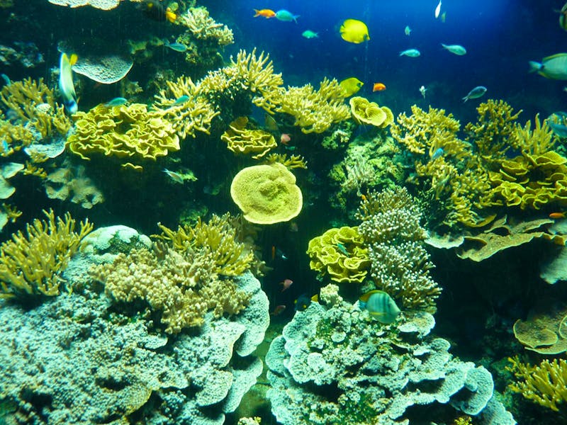 Schnorcheln am Korallenriff - &copy;Eberhardt TRAVEL