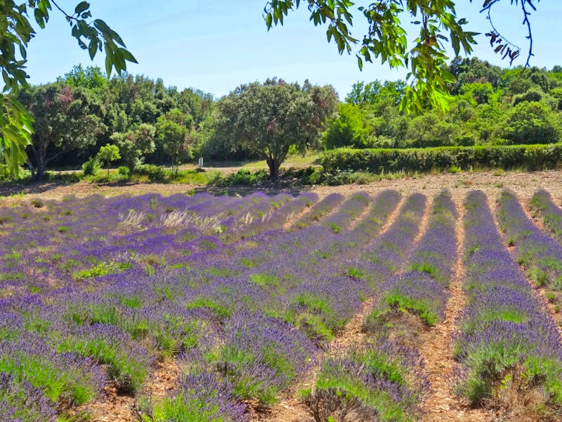 Lavendelfeld in der Ardeche - ©Hans-Joachim Trutz - Eberhardt TRAVEL
