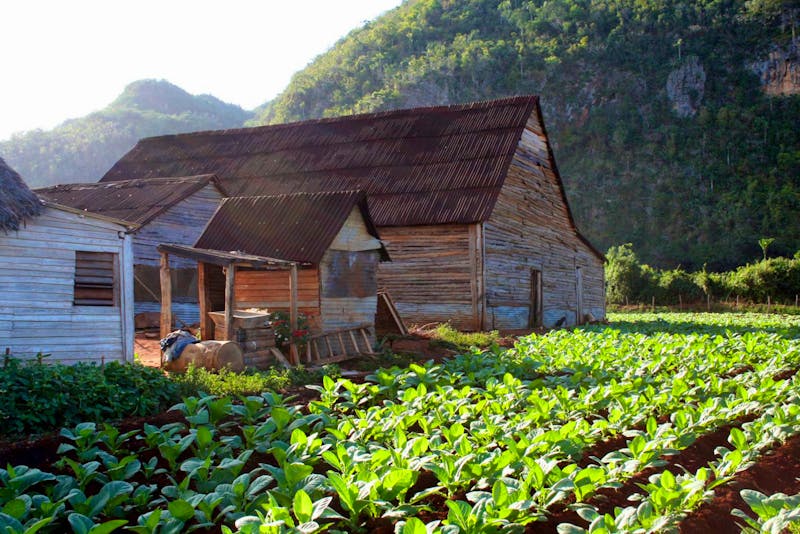 Tabakbauern im Vinales-Tal - ©Kristin Weigel - Eberhardt TRAVEL
