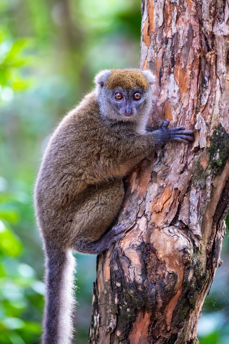Goldener Bambuslemur im Nationalpark Ranomafana - ©lnichetti - stock.adobe.com