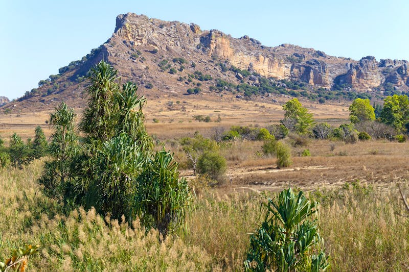 Der Isalo Nationalpark mit der Pachypodium - ©Willy - stock.adobe.com