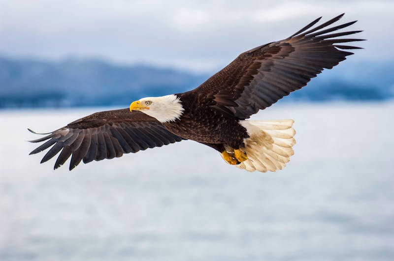 Weißkopfseeadler in Alaska - ©moosehenderson - stock.adobe.com