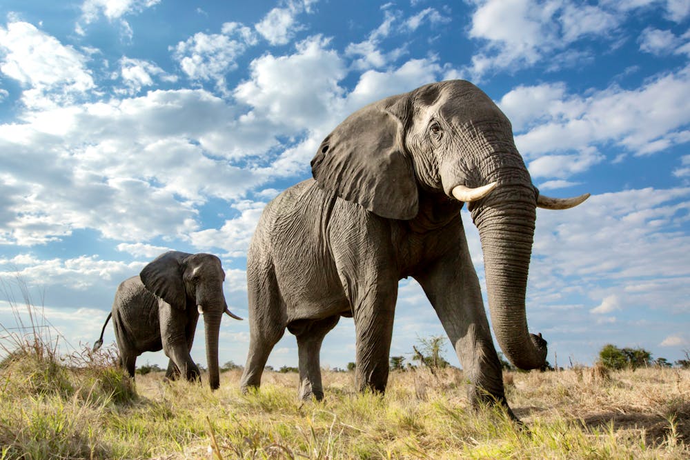 Elefanten im Etosha-Nationalpark &ndash; &copy; Ben McRae - AdobeStock.com