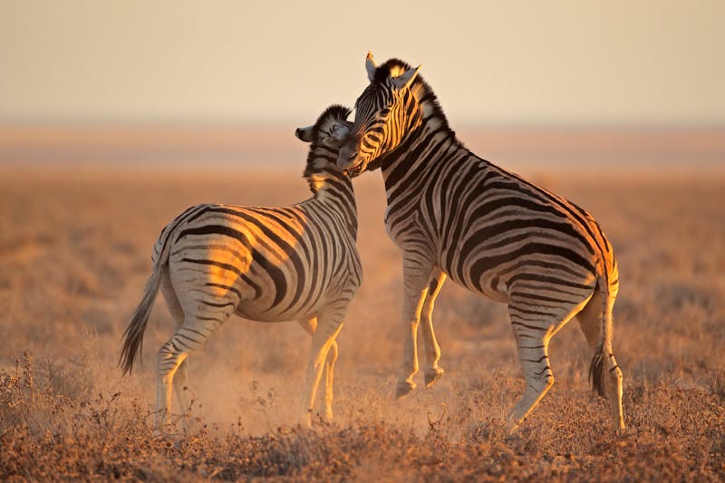 Zebras im Etosha-Nationalpark - ©Nico Smit - AdobeStock.com