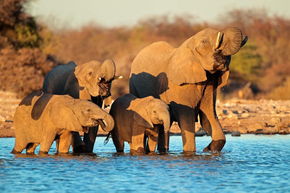 Elefanten-Familie im Etosha-Nationalpark &ndash; &copy; Nico Smit - AdobeStock.com
