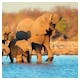 Elefanten-Familie im Etosha-Nationalpark – © Nico Smit - AdobeStock.com