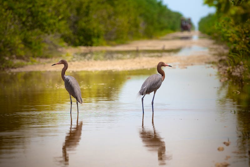 Naturschutzgebiet Halbinsel Zapata - ©Iurii - stock.adobe.com
