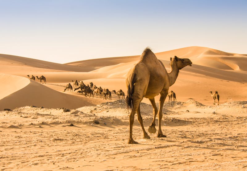 Kamele in der Liwa Wüste - ©ali - stock.adobe.com