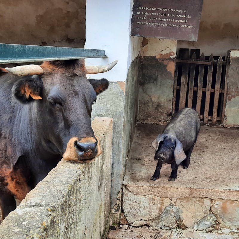 Els Calderes Tiere - ©Kathrin Mickan