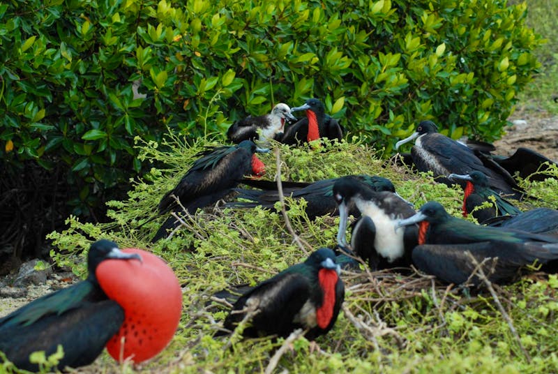 Fregattvogelkolonie auf den Galapagos-Inseln - ©Hubert Lücker - Eberhardt TRAVEL