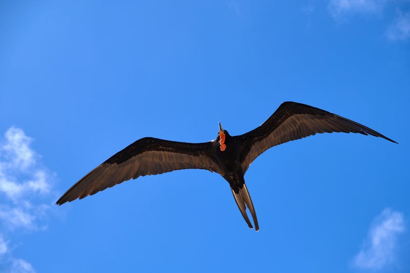 Galapagos - Fregattvogel - ©Marko Reimann - stock.adobe.com