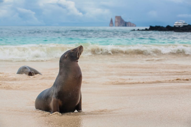 Seelöwe auf der Insel San Cristobal - Galapagos - ©Nikolai - stock.adobe.com