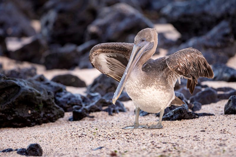 Pelikan auf der Galapagos-Insel San Cristobal - ©Záruba Ondrej - stock.adobe.com