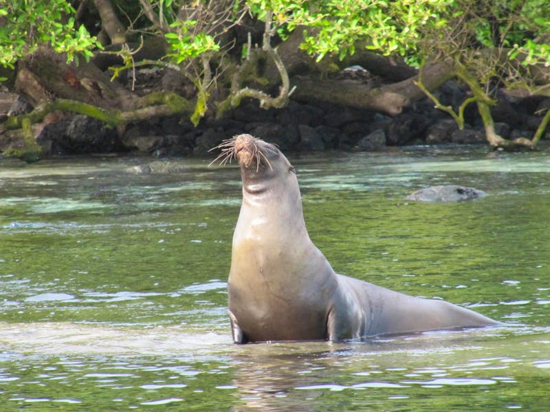 Galapagos - Seelöwen-Insel Lobos - ©Annette Weise - Eberhardt TRAVEL