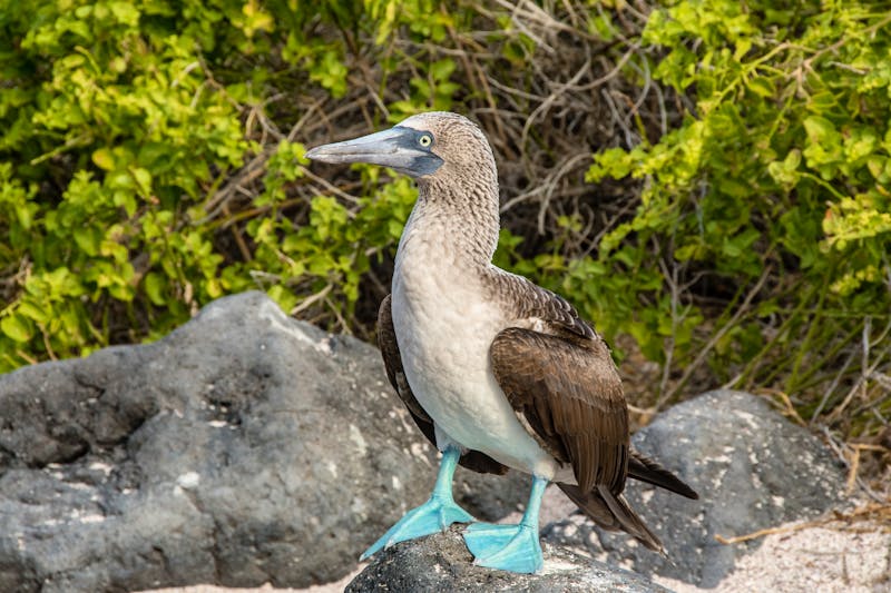 Blaufußtölpel auf der Insel Lobos - Galapagos - ©Stefano Barzellotti - stock.adobe.com