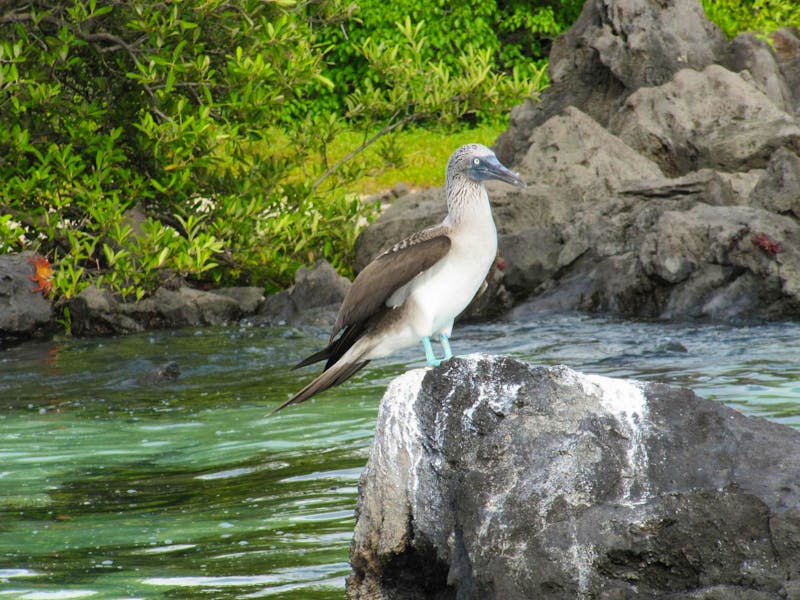 Galapagos - Insel Lobos - Blaufuß-Tölpel - ©Annette Weise - Eberhardt TRAVEL