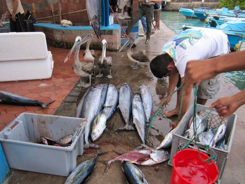 Fischmarkt in Puerto Ayora - Galapagos - ©Annette Weise - Eberhardt TRAVEL