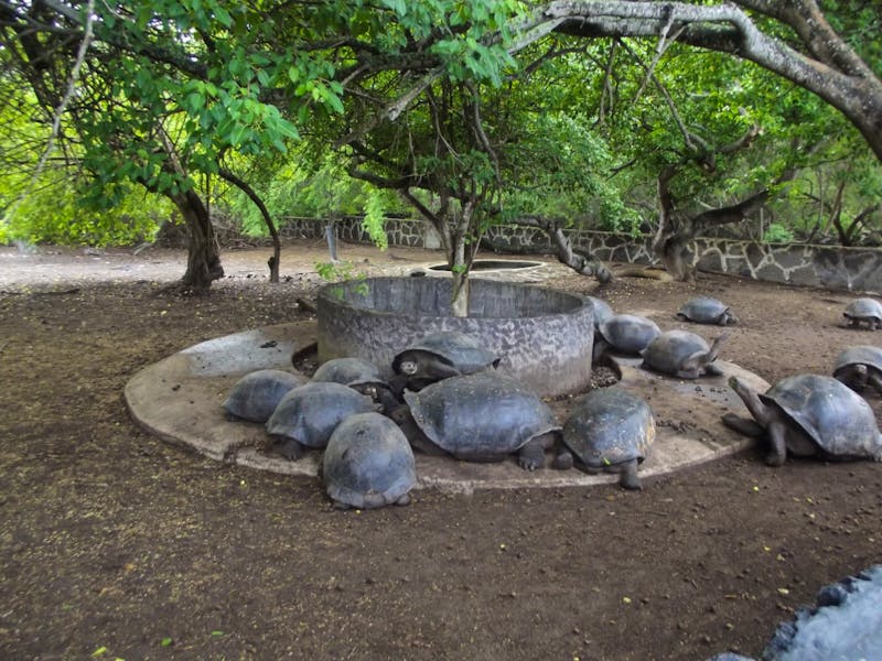 Galapagos-Riesenschildkröten auf Santa Cruz - ©Christina Schlawis - Eberhardt TRAVEL
