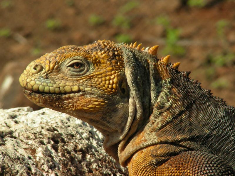Landleguan auf Nord Seymour - Galapagos - ©Hubert Lücker - Eberhardt TRAVEL