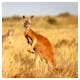 Rote Kängurus Flinders Ranges Nationalpark in Süd-Australien – © Luke - stock.adobe.com