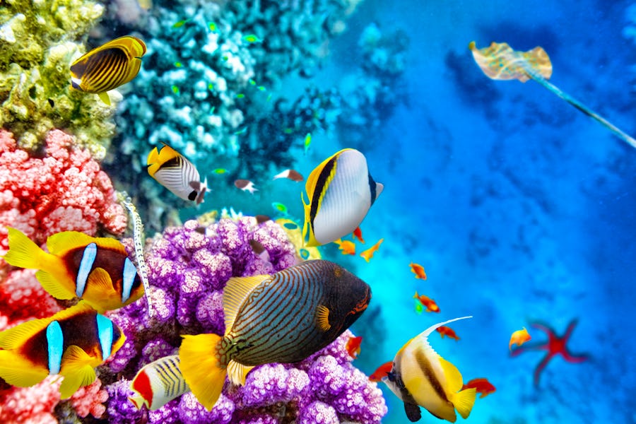 Great Barrier Reef - Korallen und tropische Fische – © BRIAN_KINNEY - stock.adobe.com