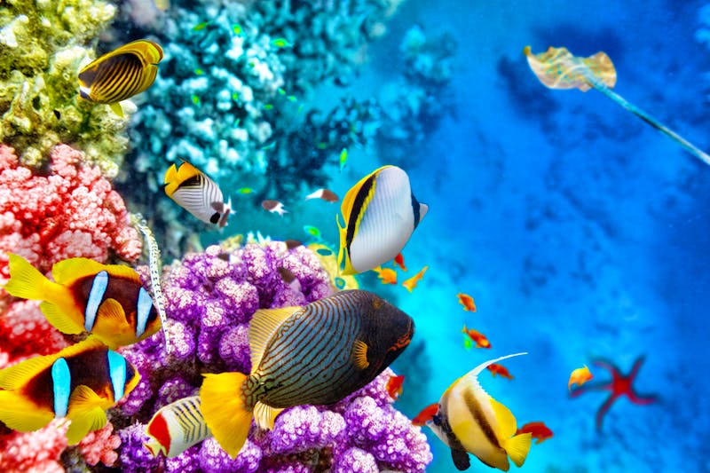 Great Barrier Reef - Korallen und tropische Fische - ©BRIAN_KINNEY - stock.adobe.com