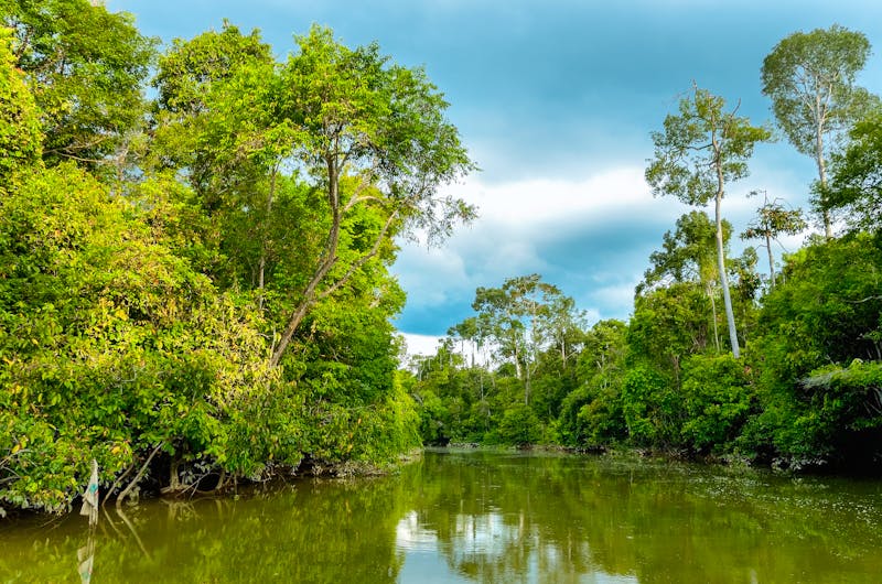 Kinabatangan Fluss im Norden von Borneo - ©Iuliia Sokolovska - stock.adobe.com