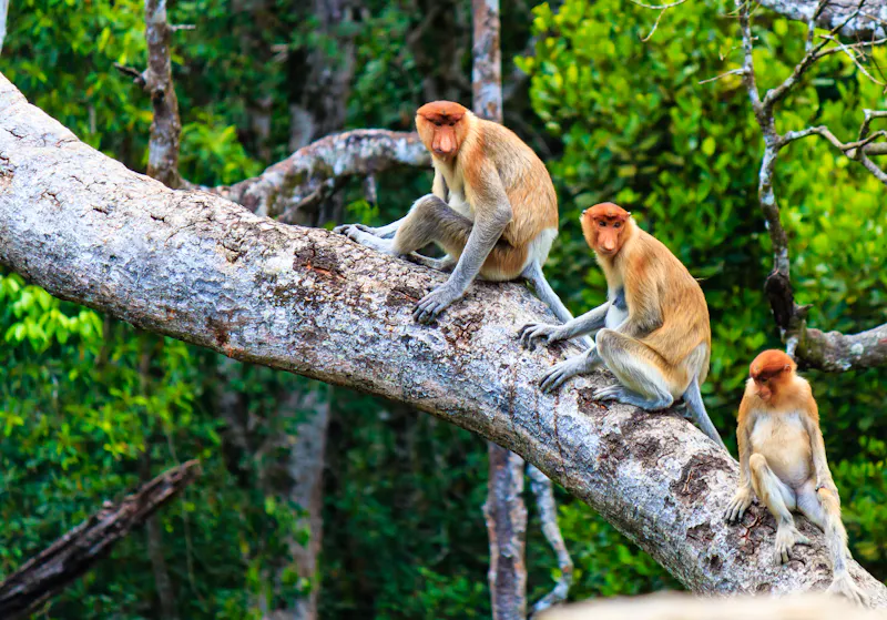 Nasenaffen im Norden von Borneo - &copy;Richard Whitcombe - stock.adobe.com