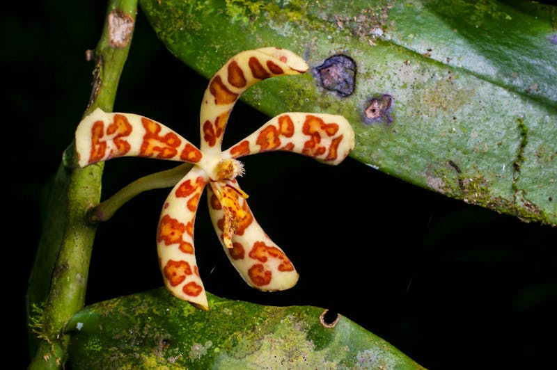Orchidee - ©Anja Hennern - stock.adobe.com