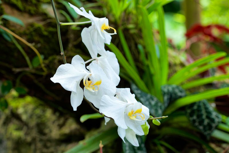 Orchidee im Sepilok Regenwald auf Borneo - ©Goran - stock.adobe.com