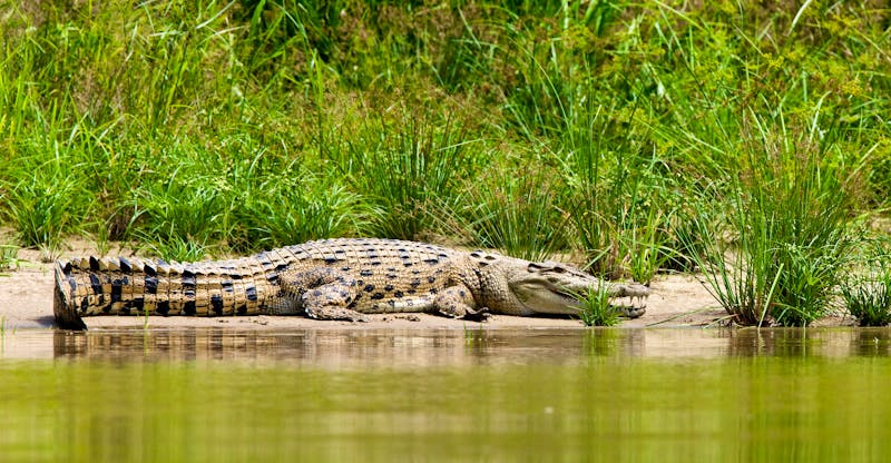 Krokodil auf Borneo - ©AGAMI Photo Agency - stock.adobe.com