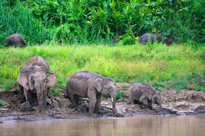 Borneo - Elefanten am Kinabatangan Fluss - ©YUMU - stock.adobe.com