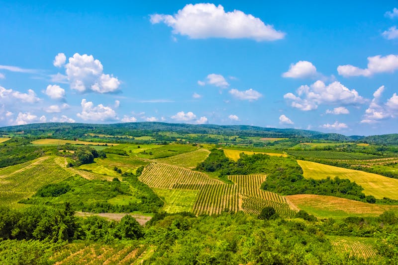Weinanbau bei Sremski Karlovci in Serbien - ©China Span LLC / Danita Delimont - stock.adobe.com