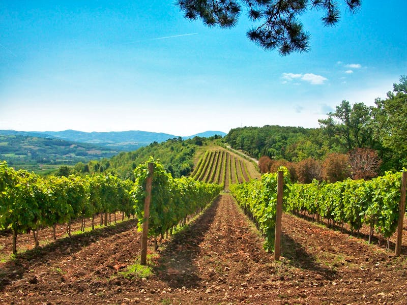 Weinanbau bei Oplenac in Serbien - ©Steffen Mucke - Eberhardt TRAVEL