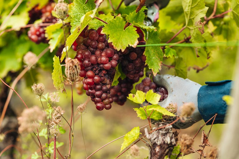 Weinanbau an der Mosel in Luxemburg - ©sabino.parente - stock.adobe.com